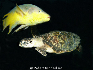 I was taking several pictures of the turtle when this Spa... by Robert Michaelson 